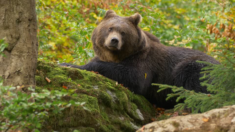 A bear resting on a mossy rock in the forest