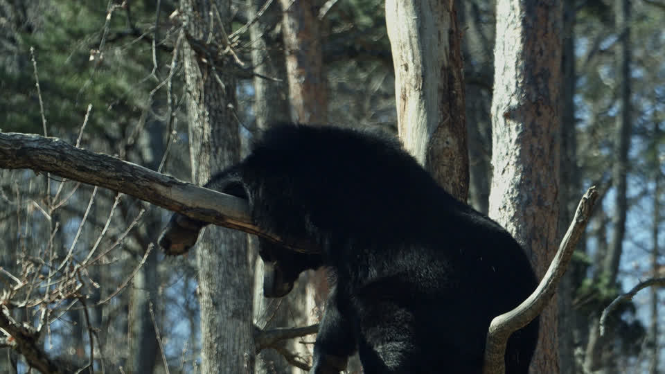 A black bear resting on a tree branch