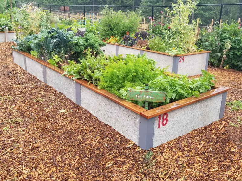 Numbered raised beds full of leafy greens in a community garden