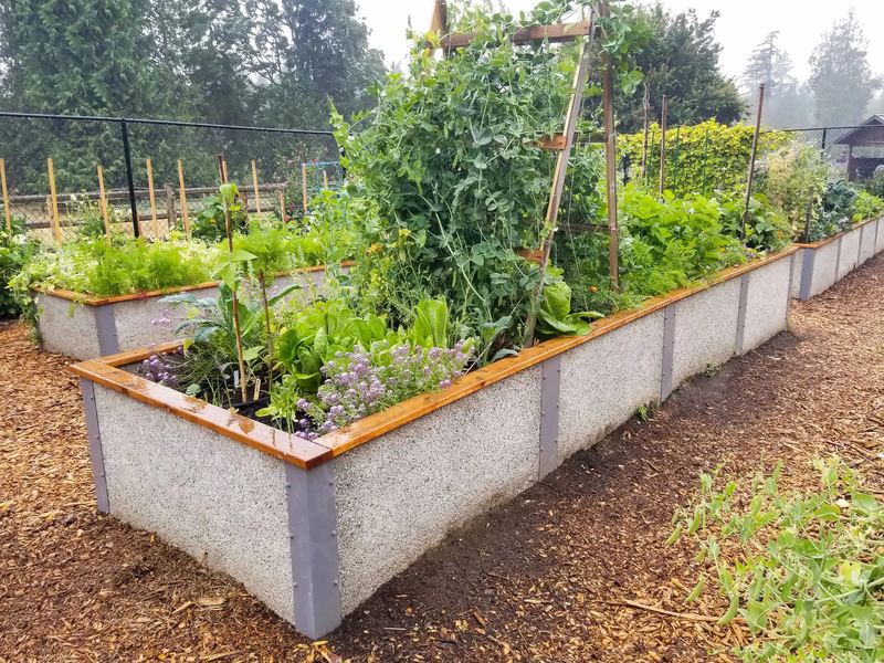 Long raised beds with peas, lettuce and flowers on a mulch path