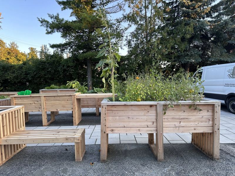 Waist-high wooden garden beds on legs, with tomatoes and herbs growing